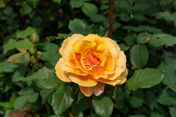 About Face Rose flowers growing in the garden. United States.