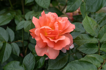 Sweet Fragrance Rose flowers growing in the garden. United States.