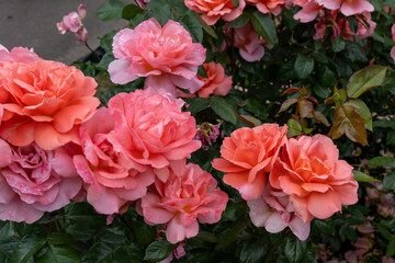 
Sweet Fragrance Rose flowers growing in the garden. United States.
