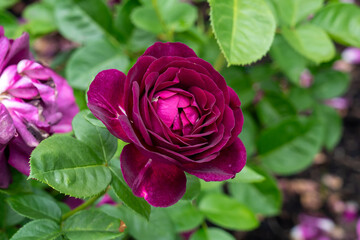 Twilight Zone Rose flowers growing in the garden. United States.