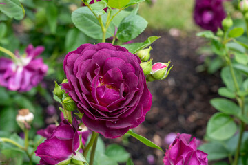 Twilight Zone Rose flowers growing in the garden. United States.