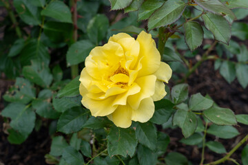Sparkle and Shine Rose flowers growing in the garden. United States.