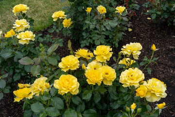 Obraz premium Sparkle and Shine Rose flowers growing in the garden. United States.