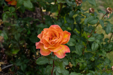 Rosie the Riveter Rose flowers growing in the garden. United States.
