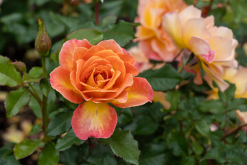Rosie the Riveter Rose flowers growing in the garden. United States.