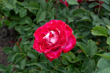 Love at First Sight Rose flowers growing in the garden. United States.