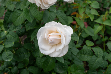 Easy Spirit Rose flowers growing in the garden. United States.