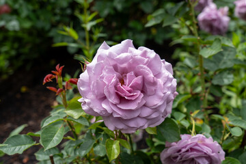 A Perfume Passion Rose (Rosa 'Beverly') flower growing in the garden. United States.