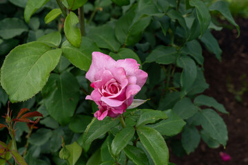 Memorial Day Rose flowers growing in the garden. United States.