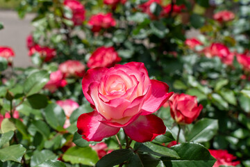 Cherry Parfait Rose flowers growing in the garden. United States.