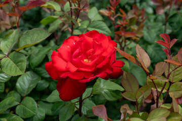 Grande Amore Rose flowers growing in the garden. United States.