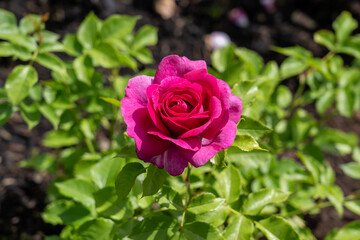 Sweet Madame Blue Rose flowers growing in the garden. United States.