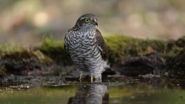 Krogulec (Accipiter nisus) w leśnej kałuży