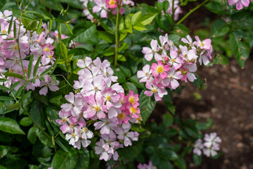 Look-A-Likes Phloxy Baby Rose flowers growing in the garden. United States.