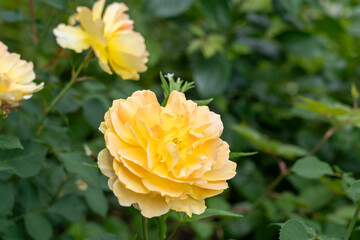 Molineux Rose flowers growing in the garden. United States.