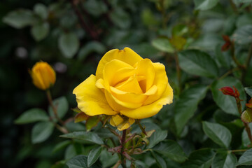 A Gilded Sun Rose flower growing in the garden. United States.