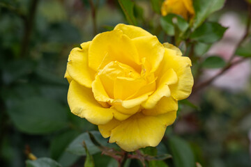 A Gilded Sun Rose flower growing in the garden. United States.