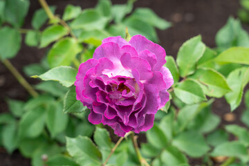 A Cosmic Clouds Rose flower growing in the garden. United States.