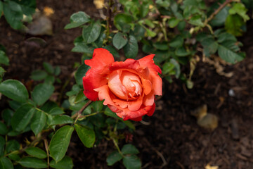 A Cary Grant Rose flower growing in the garden. United States