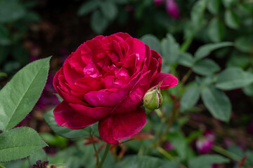 Darcey Bussell Rose flowers growing in the garden. United States.