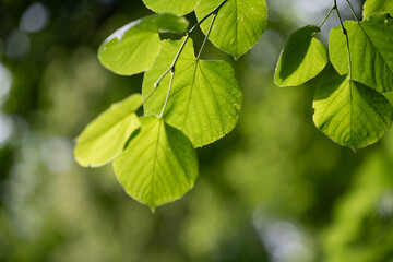 Fresh green leaves grow on a tree. The light of the sun shines through the leaves. Bright lights in the background.