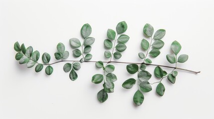 Isolated plant on white background