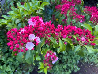 Obraz premium Kalmia latifolia flowers with leaves close up. Also known as mountain laurel, calico-bush, or spoonwood.