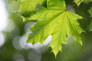 Fresh green maple leaves grow on a tree. The light of the sun shines through the leaves. Bright lights in the background.