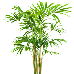 Obraz premium Tall Bamboo Plant. A tall bamboo plant with lush green leaves, isolated on a transparent background. Ideal for adding a touch of nature to indoor spaces. PNG, File
