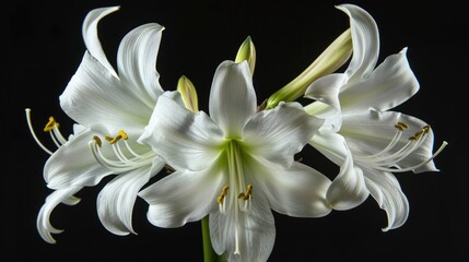 Fototapeta premium Beautiful White Crinum Lily isolated on a dark background with clipping path