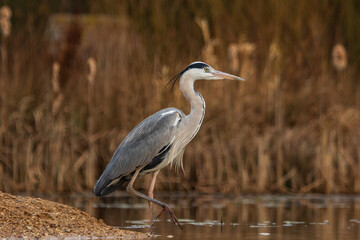 Grey Heron