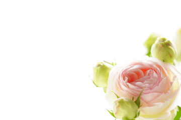 淡いピンクのバラの花	