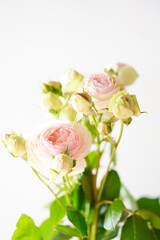 淡いピンクのバラの花	