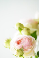 淡いピンクのバラの花	