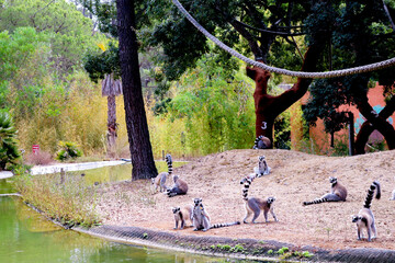 Família Lemur catta no parque safari Badoca