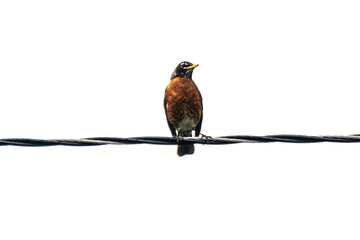 red billed hornbill on powerline