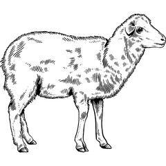 Hand drawn Lamb Sketch Illustration © Rough Edges Supply