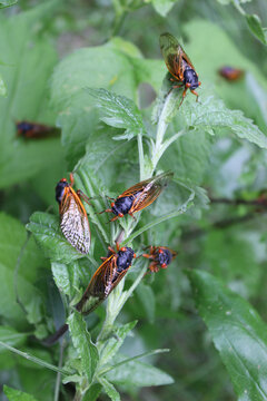 Group of 17-year cicadas on leaves at Dam Number 4 Woods in Park Ridge, Illinois
