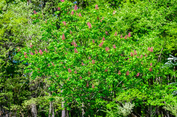 A Red-Horse Chestnut, or Red Buckeye, Tree blooms at Kensington Metropark, near Brighton, Michigan.