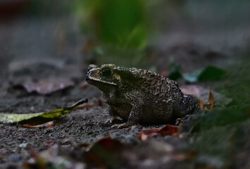  Southeast Asian Toad aka Bufo melanostictus