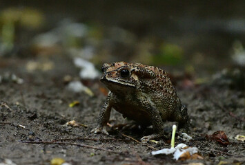  Southeast Asian Toad aka Bufo melanostictus