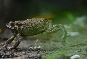  Southeast Asian Toad aka Bufo melanostictus
