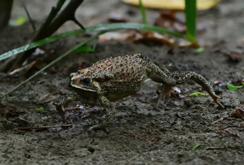  Southeast Asian Toad aka Bufo melanostictus