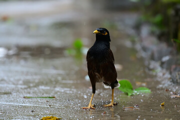 Common Myna aka Salik Pakhi 