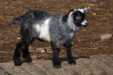 black and white baby goat standing on wood platform at the farm