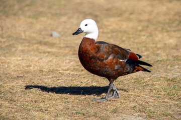 Female Paradise Shelduck - New Zealand