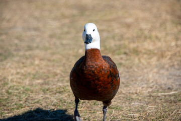 Female Paradise Shelduck - New Zealand