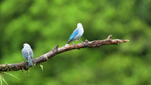 Blue-gray Tanager Perched on Branch in Costa Rica Thraupis episcopus Wildlife Footage