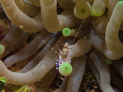 Spotted cleaner shrimp (Periclimenes yucatanicus) on an anemone on a shore dive, Cozumel, Mexico.  Underwater photography and travel.