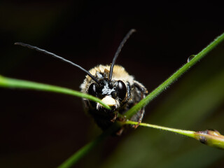 Bombus